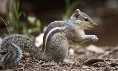 cropped_squirrel1