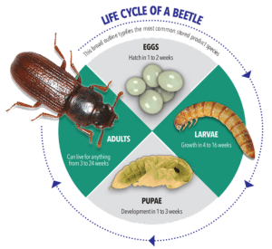 Stored Product Insects Beetles - Environmental Pest Solutions