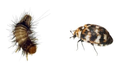 Carpet Beetle and Woolly Bear