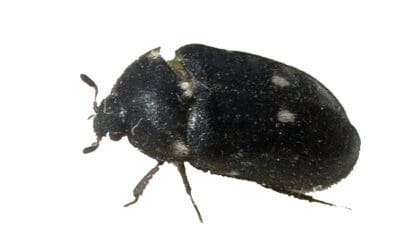 fur-beetle