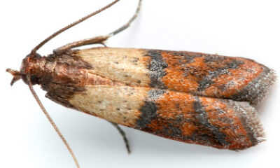 indian-meal-moth