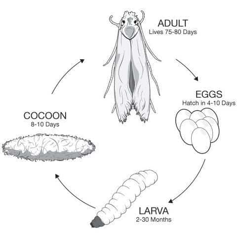 life-cycle-of-a-moth