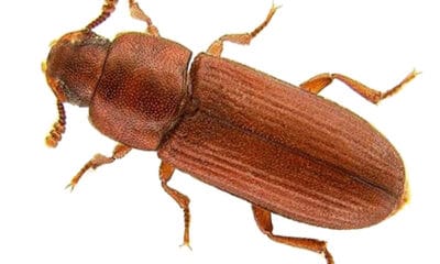 red-rust-beetle