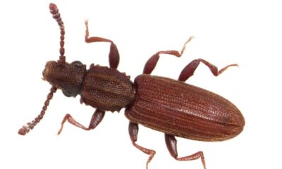 saw-toothed-grain-beetle