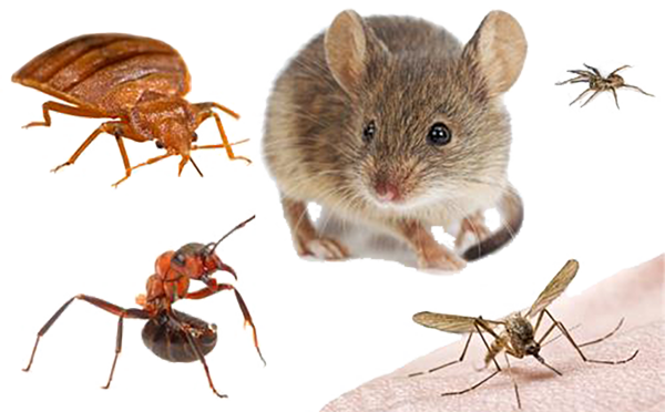 RODENT & INSECT CONTROL SPECIALISTS